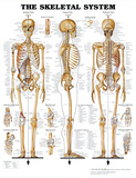 The Skeletal System Anatomical Chart Poster Print