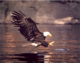 Buy Bald Eagle (Catching Fish) Art Poster Print at AllPosters.com