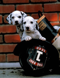 Ron Kimball Firefighting Pups Art Print Poster