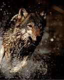 Buy Gray Wolf Hunting His Prey Art Print POSTER wild animal at AllPosters.com