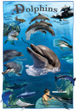 Laminated Dolphins Animal Educational Chart Poster Print