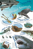Laminated Underwater Animals Educational Chart Poster Print