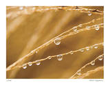 Morning Dew I