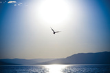 Take Flight
