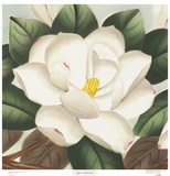Buy Signs of Spring I at AllPosters.com