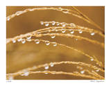 Morning Dew II