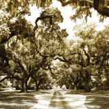 Buy Druid Oak Square II at AllPosters.com