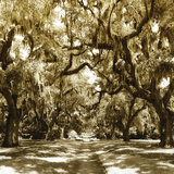 Buy Druid Oak Square I at AllPosters.com