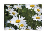Daisy Detail