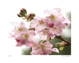 Cherry Blossoms II