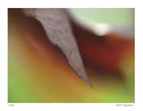 Autumn No 5