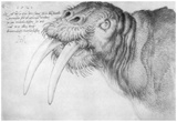 Albrecht Durer (Head of a walrus)