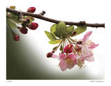 Cherry Blossoms III