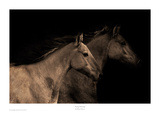 Young Mustangs