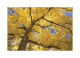 Stewart Park Walnut Trees II