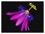 Amethyst Passion Flower