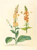 Buy Blattaria at AllPosters.com