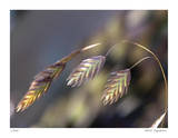 River Grasses III