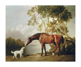 Bay Horse and White Dog