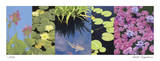 Koi Pond