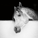 Lonesome Gray