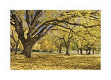 Stewart Park Walnut Trees I