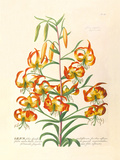 Buy Lilium at AllPosters.com