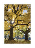Stewart Park Walnut Trees III
