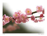 Cherry Blossoms I