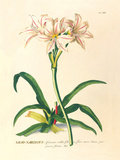 Buy Lilio-Narcissus at AllPosters.com
