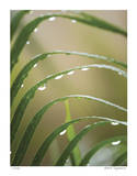 After the Rain II