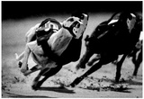 Dog Racing at Derby Lane 1989 Archival Photo Poster