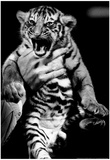 Baby Tiger Cub Archival Photo Poster