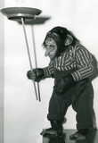 Chimp Monkey Spinning Plate Archival Photo Poster Print