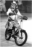Monkey Riding a Bicycle Archival Photo Poster