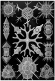 Spumellaria Nature Art Print Poster by Ernst Haeckel
