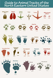 North Eastern Animal Tracks Art Poster Print