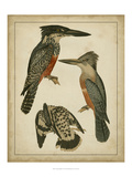 Vintage Kingfishers I