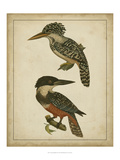 Vintage Kingfishers II