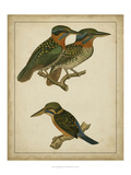Vintage Kingfishers III