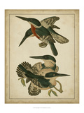 Vintage Kingfishers IV