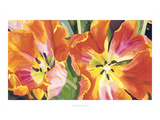 Two Parrot Tulips
