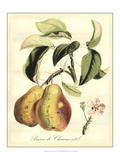 Printed Tuscan Fruits IV Giclee Print