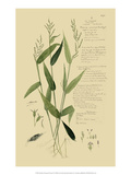 Ornamental Grasses IV