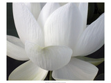 Delicate Lotus V