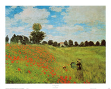 Corn Poppies