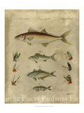 Pisces Composition II