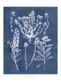 Nature's Imprint III