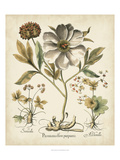 Ivory Peonies II