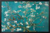 Buy Almond Blossom at AllPosters.com